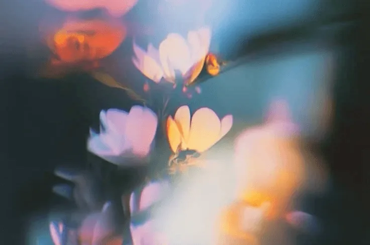 Soft-focus blossoms in warm pink and orange light